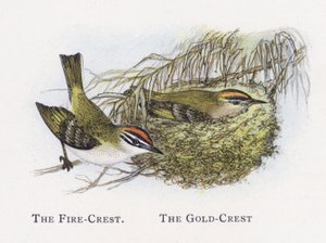 The Fire-Crest, The Gold-Crest